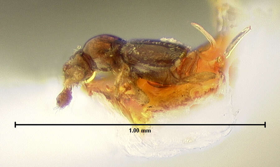 Bibloplectus (Bibloplectodes) ruficeps (Motschulsky 1857) resmi