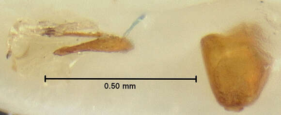 صورة Trimiomelba