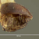 Image of Clambus seminulum Horn 1880