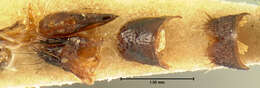 Image of Philonthus quadricollis Horn 1884