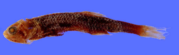 Image of James&#39;s anchovy