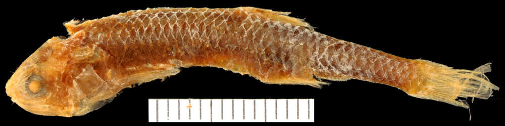 Image of James&#39;s anchovy