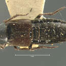 Image of Philonthus ferreipennis Horn 1884