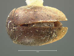Image of Calyptomerus oblongulus Mannerheim 1853