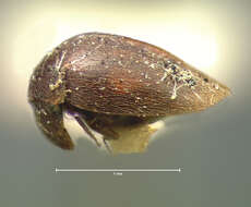 Image of Calyptomerus oblongulus Mannerheim 1853