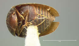 Image of Calyptomerus oblongulus Mannerheim 1853