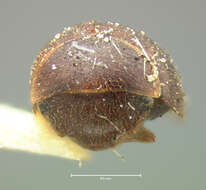 Image of Calyptomerus oblongulus Mannerheim 1853