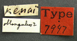 Image of Calyptomerus oblongulus Mannerheim 1853
