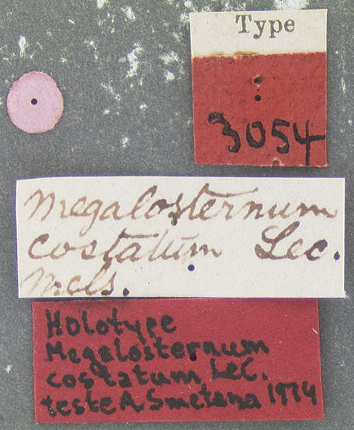 Image of Oosternum costatum (Le Conte & J. L. 1855)
