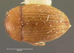 Image of Oosternum pubescens (Le Conte & J. L. 1855)