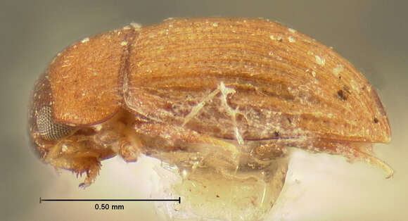 Oosternum pubescens (Le Conte & J. L. 1855)的圖片