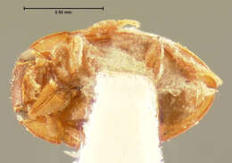 Image of Oosternum pubescens (Le Conte & J. L. 1855)