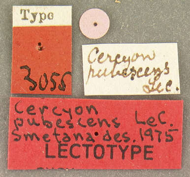 Oosternum pubescens (Le Conte & J. L. 1855)的圖片