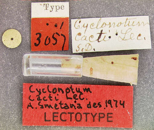 Image of Dactylosternum cacti (Le Conte & J. L. 1855)