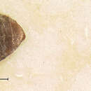 Helophorus (Rhopalohelophorus) linearis Le Conte & J. L. 1855 resmi