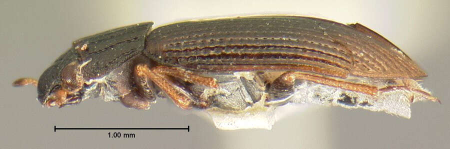 Image of Helophorus (Rhopalohelophorus) nitidulus Le Conte & J. L. 1855