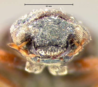 Image of Hydrochus excavatus Le Conte & J. L. 1855