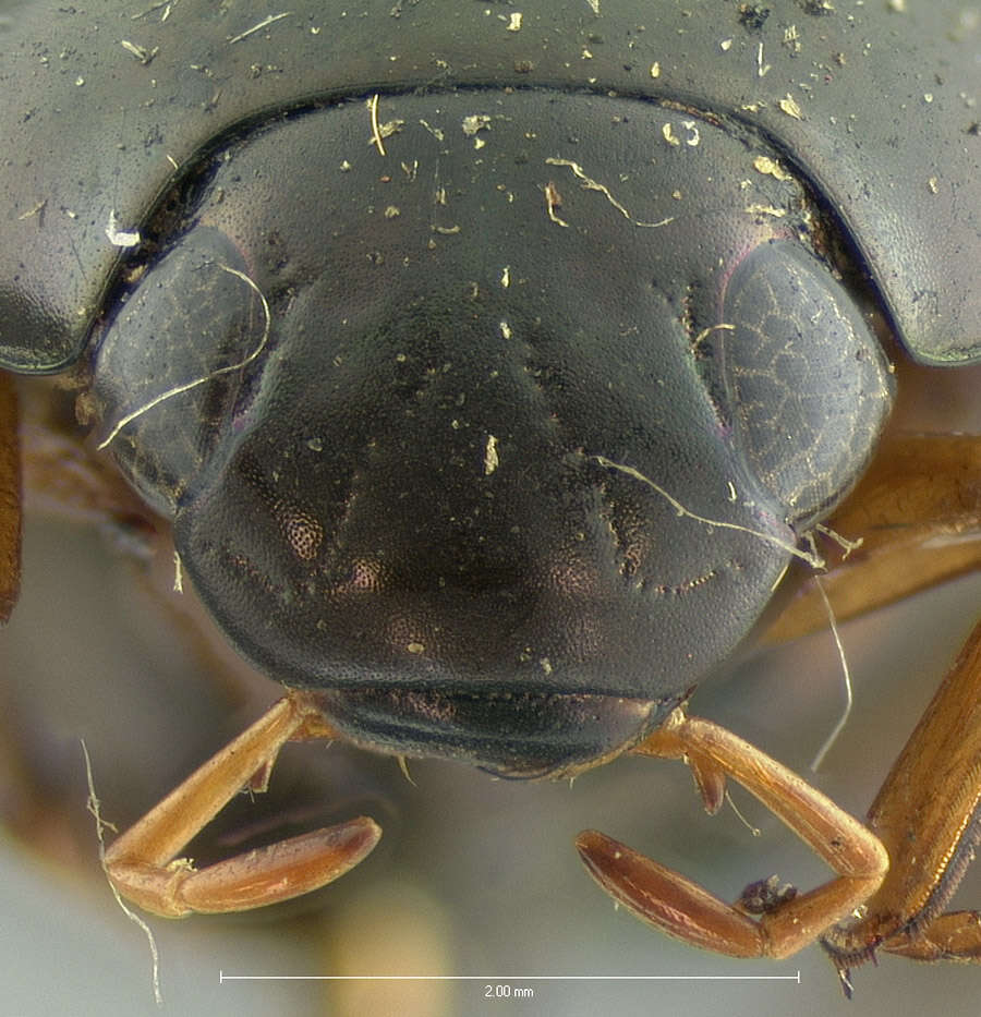 Imagem de Tropisternus (Tropisternus) sublaevis (Le Conte & J. L. 1855)