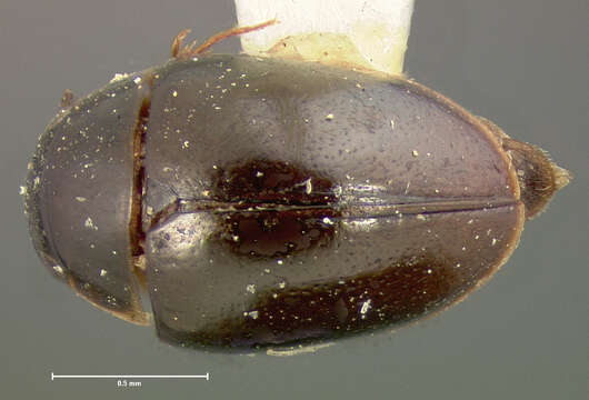 Image of Crenitulus