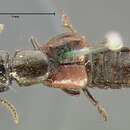 Image of Rove beetle