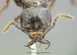 Image of Rove beetle