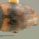 Image of Stictotarsus eximius (Motschulsky 1859)