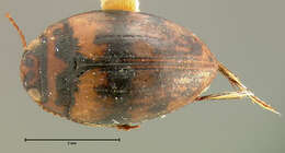 Image of Stictotarsus eximius (Motschulsky 1859)