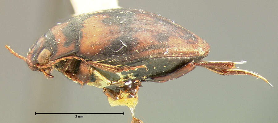 Image of Stictotarsus eximius (Motschulsky 1859)