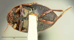 Image of Stictotarsus eximius (Motschulsky 1859)