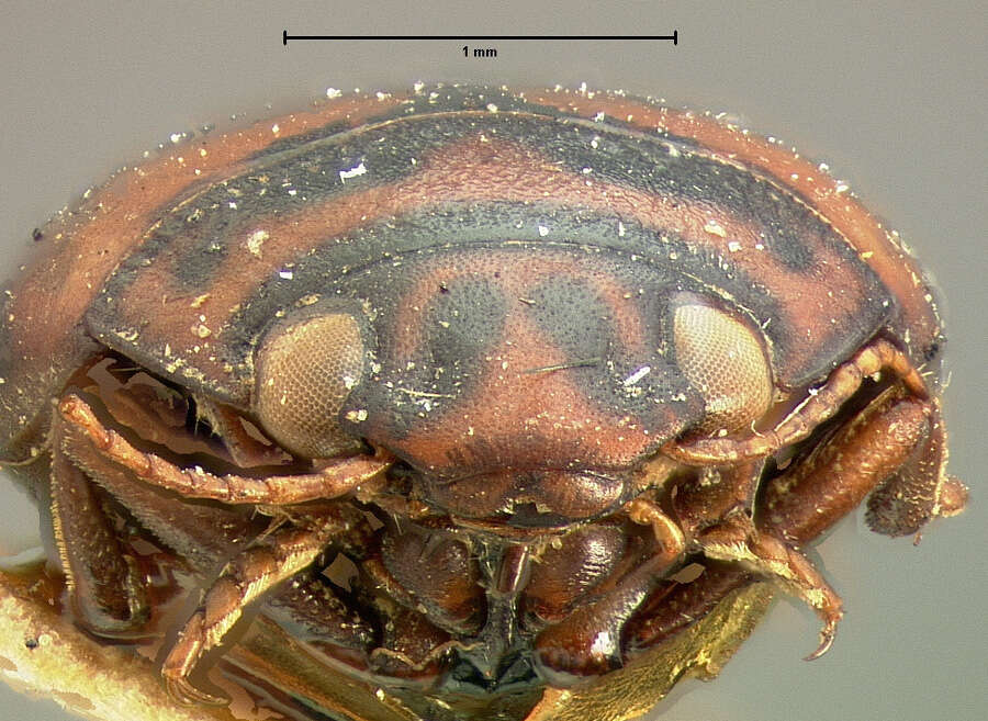 Image of Stictotarsus eximius (Motschulsky 1859)