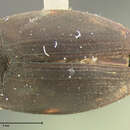 Image of Stictotarsus funereus (Crotch 1873)