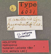Image of Hydroporus mannerheimi J. Balfour-Browne 1944