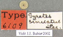 Image of Gyretes sinuatus Le Conte 1852