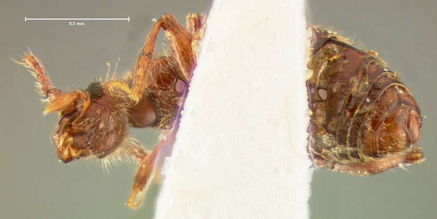 Image of Batrisodes (Spifemodes) schaumii (Aubé 1844)