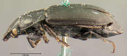 Anisodactylus (Anisodactylus) similis Le Conte 1851 resmi