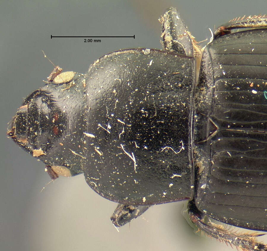 Anisodactylus (Anisodactylus) similis Le Conte 1851 resmi