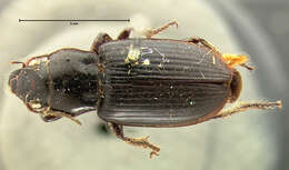 Anisodactylus (Anadaptus) alternans (Motschulsky 1845) resmi