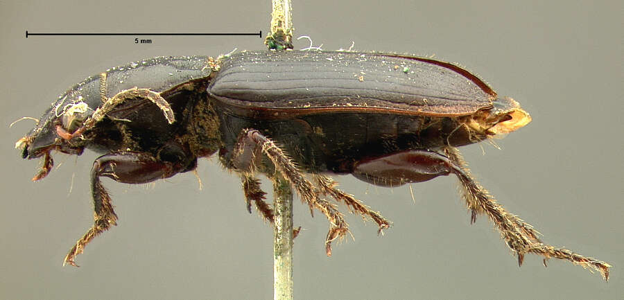 Anisodactylus (Anadaptus) alternans (Motschulsky 1845) resmi