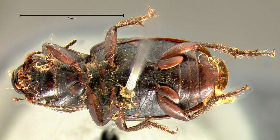 Anisodactylus (Anadaptus) alternans (Motschulsky 1845) resmi