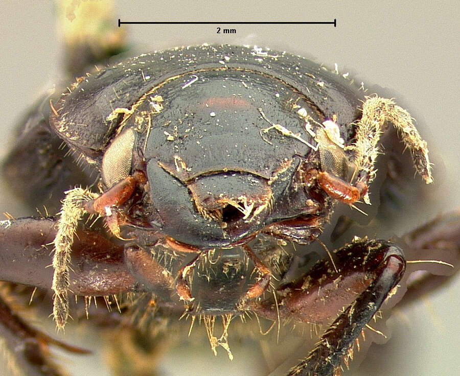 Anisodactylus (Anadaptus) alternans (Motschulsky 1845) resmi