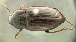 Anisodactylus (Aplocentrus) amaroides Le Conte 1851 resmi