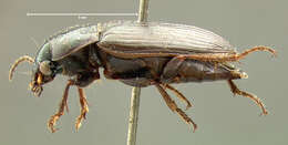 Anisodactylus (Aplocentrus) amaroides Le Conte 1851 resmi