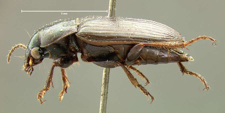 Plancia ëd Anisodactylus (Aplocentrus) amaroides Le Conte 1851