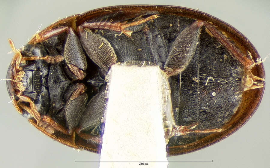 Image of Enochrus (Enochrus) cuspidatus (Le Conte & J. L. 1878)