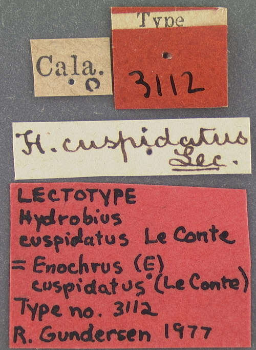 Image of Enochrus (Enochrus) cuspidatus (Le Conte & J. L. 1878)