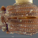 Image de Epimetopus costatus (Le Conte & J. L. 1874)