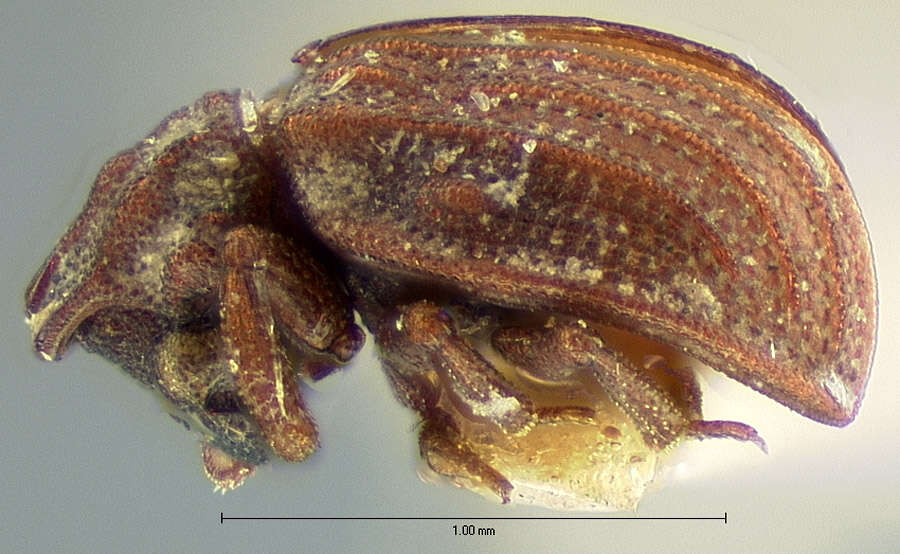 Image of Epimetopus costatus (Le Conte & J. L. 1874)