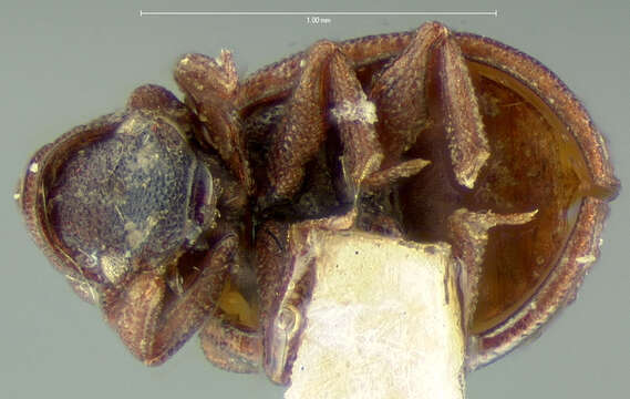 Image of Epimetopus