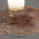 Image of Helophorus (Rhopalohelophorus) obscurus Mulsant 1844