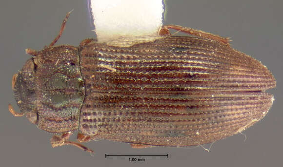 Image of Helophorus (Rhopalohelophorus) obscurus Mulsant 1844